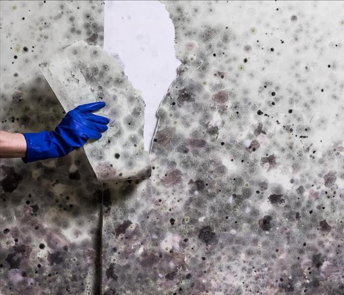 Hand in blue gloves tears off wallpapers damaged by mold