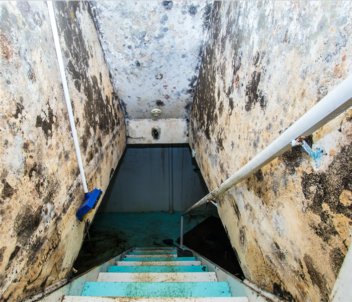Mold growth on the ceiling and walls of a basement staircase