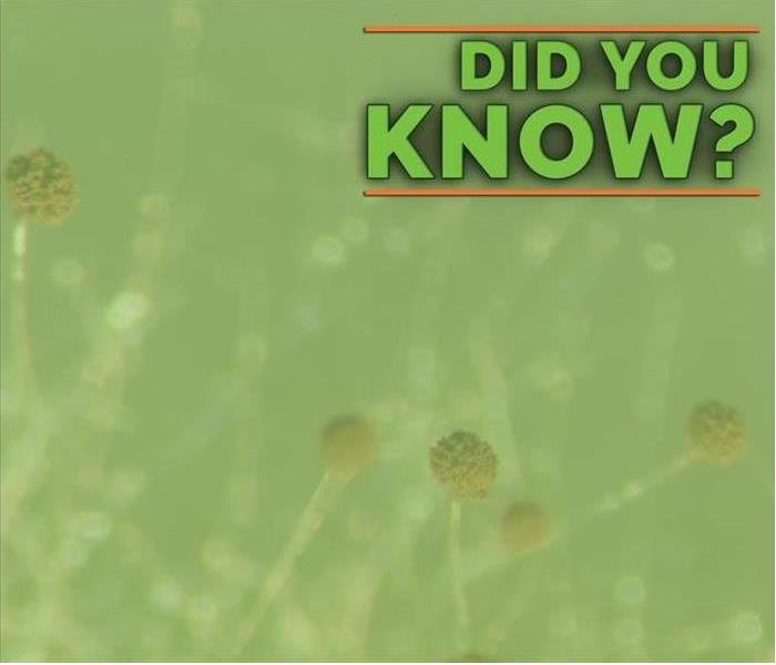 green background with mold spores and text: Did you know?